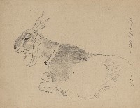 藏品(印度羊)的圖片