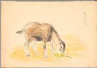 藏品(印度羊 （彩色）)的圖片