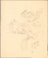 藏品(松鼠)的圖片