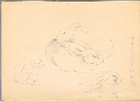 藏品(兔子)的圖片