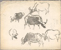 藏品(水牛)的圖片