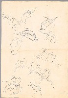 藏品(文鳥（百態）)的圖片