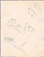 藏品(文鳥（百態）)的圖片