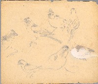 藏品(鳥（百態）)的圖片