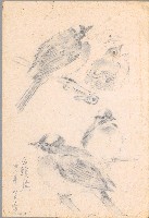 藏品((1)白頭翁 ；(2)鳥（百態）)的圖片