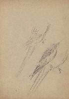 藏品(鸚瞗（部分）)的圖片