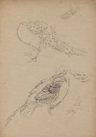 藏品((1)金雞（錦雞）；(2)虎 （坐姿上半）)的圖片