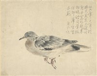 藏品((1)斑鳩；(2)斑鳩)的圖片
