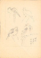 藏品(斑鳩（百態）)的圖片