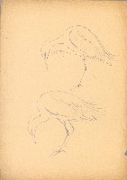 藏品(白鷺 （二姿態）)的圖片