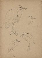 藏品(白鷺 （各種姿態）)的圖片