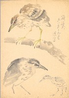 藏品(夜鷺各種姿態)的圖片