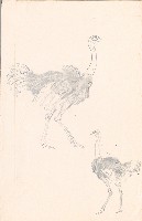 藏品(鴕鳥（二隻）)的圖片