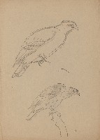 藏品(鷹（二隻）)的圖片