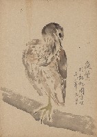 藏品(夜鷺)的圖片