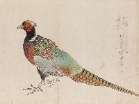 藏品((1)環頸雉標本；(2)帝雉雌鳥)的圖片