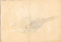 藏品(雉雌鳥)的圖片