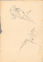 藏品(雉（三隻）)的圖片