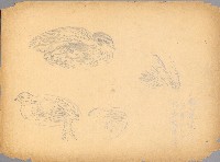 藏品(鵪鶉)的圖片