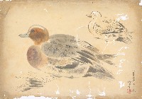 藏品(鴨（二隻）)的圖片