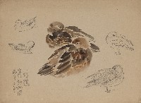 藏品(小野鴨 （百態）)的圖片