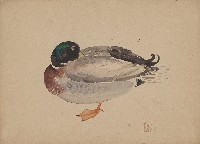 藏品(鴨（綠頭鴨）)的圖片
