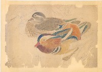 藏品(鴛鴦（一對）)的圖片