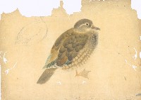 藏品(母鴛鴦)的圖片