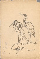 藏品(群鷺)的圖片