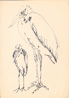 藏品(禿鸛)的圖片