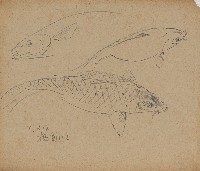 藏品((1)魚；(2)魚)的圖片