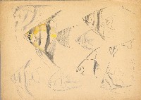 藏品(天使魚)的圖片