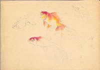 藏品(金魚)的圖片