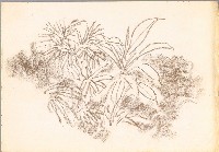 藏品(草葉)的圖片