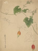 藏品((1)瓜藤；(2)二公雞(草稿))的圖片