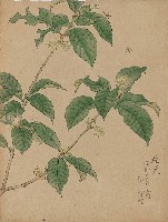 藏品((1)桂花；(2)鄉村(草稿))的圖片