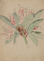 藏品(石楠花)的圖片