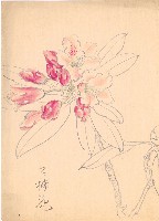 藏品(石楠花)的圖片