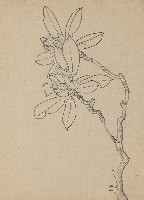 藏品((1)石楠花；(2)石楠花)的圖片