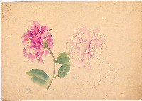 藏品(錦茶)的圖片