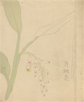 藏品((1)月桃花；(2)月桃花)的圖片