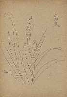 藏品(鳶尾)的圖片