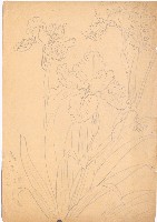 藏品(鳶尾)的圖片