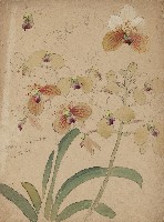 藏品((1)ヴアンダサンデリアナ；(2)ヴアンダサンデリアナ (小貓))的圖片