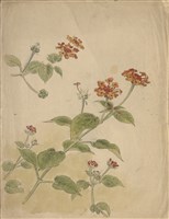 藏品((1)草花(馬櫻丹)；(2)菊花)的圖片