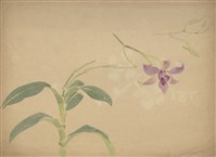 藏品((1)蘭花；(2)蘭花)的圖片