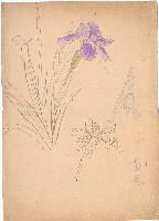 藏品(鳶尾)的圖片