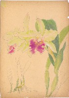 藏品(蘭花)的圖片