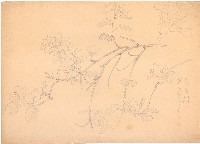 藏品(五瓣花)的圖片