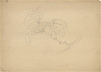 藏品((1)花(羊蹄甲)；(2)花)的圖片